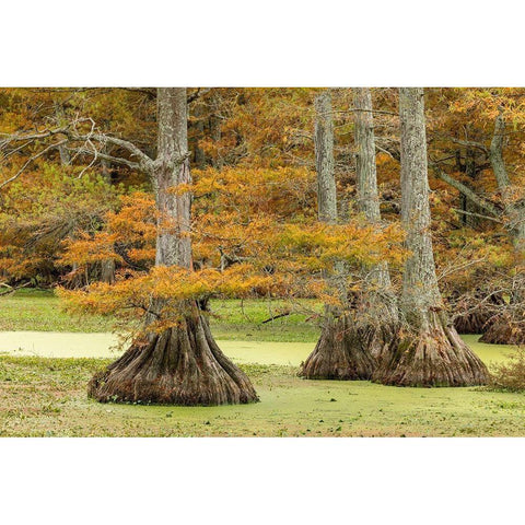 Autumn view of Bald Cypress trees-Reelfoot Lake State Park-Tennessee Gold Ornate Wood Framed Art Print with Double Matting by Jones, Adam