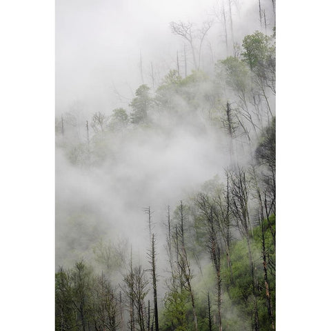 Fog drifting through black burned trees on mountain side-Great Smoky Mountains National Park Black Modern Wood Framed Art Print with Double Matting by Jones, Adam
