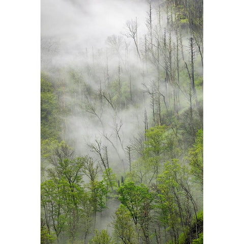 Fog drifting through black burned trees on mountain side-Great Smoky Mountains National Park Black Modern Wood Framed Art Print by Jones, Adam