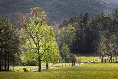 Loop road through Cades Cove passing beneath trees-Great Smoky Mountains National Park Black Ornate Wood Framed Art Print with Double Matting by Jones, Adam