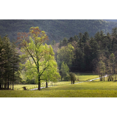 Loop road through Cades Cove passing beneath trees-Great Smoky Mountains National Park Black Modern Wood Framed Art Print by Jones, Adam