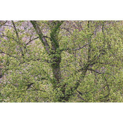 Pattern of spring leaves and tree branches-Cades Cove-Great Smoky Mountains National Park-Tennessee Gold Ornate Wood Framed Art Print with Double Matting by Jones, Adam