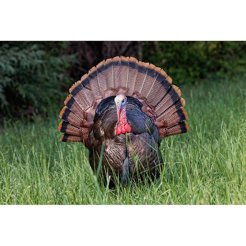 Male wild turkey in full breeding display Great Smoky Mountains-National Park-Tennessee Gold Ornate Wood Framed Art Print with Double Matting by Jones, Adam