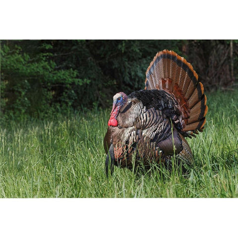 Male wild turkey in full breeding display Great Smoky Mountains-National Park-Tennessee Gold Ornate Wood Framed Art Print with Double Matting by Jones, Adam