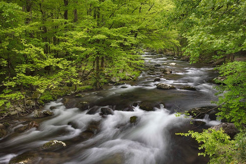 Spring view of forest along Middle Prong of Little Pigeon River-Great Smoky Mountains National Park White Modern Wood Framed Art Print with Double Matting by Jones, Adam
