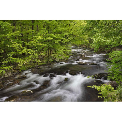 Spring view of forest along Middle Prong of Little Pigeon River-Great Smoky Mountains National Park Black Modern Wood Framed Art Print by Jones, Adam