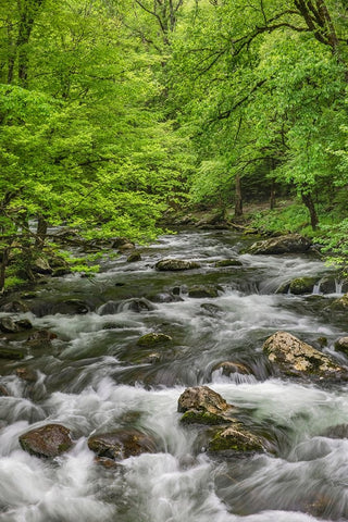 Spring view of forest along Middle Prong of Little Pigeon River-Great Smoky Mountains National Park Black Ornate Wood Framed Art Print with Double Matting by Jones, Adam