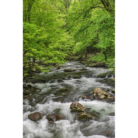 Spring view of forest along Middle Prong of Little Pigeon River-Great Smoky Mountains National Park Black Modern Wood Framed Art Print by Jones, Adam