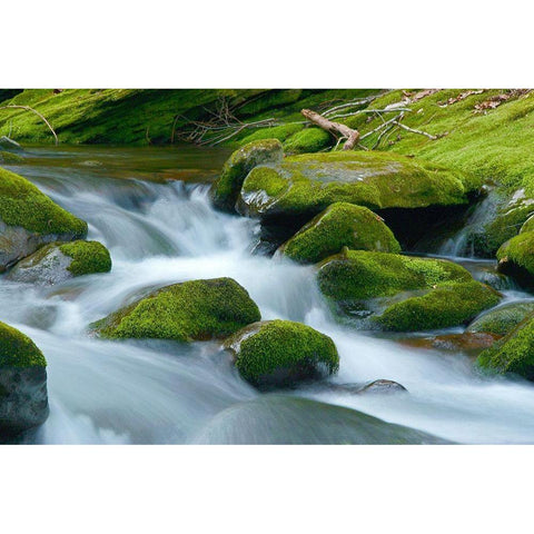Water Falling over Boulders on Roaring Fork Motor Nature Trail White Modern Wood Framed Art Print by Miller, Anna