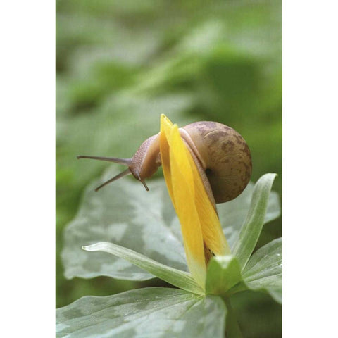 TN, Great Smoky Mts Snail on trillium flower Black Modern Wood Framed Art Print by Paulson, Don