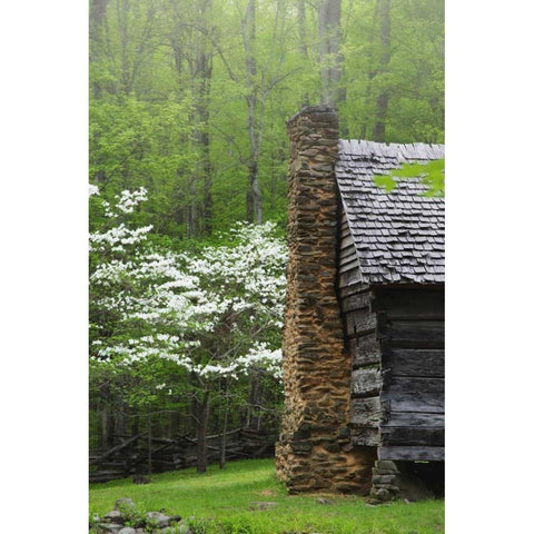 TN, Great Smoky Mts Log cabin and blooming trees White Modern Wood Framed Art Print by Flaherty, Dennis
