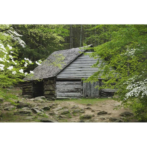 TN, Great Smoky Mts Abandoned log stable White Modern Wood Framed Art Print by Flaherty, Dennis