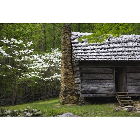 TN, Great Smoky Mts Log cabin and blooming trees Gold Ornate Wood Framed Art Print with Double Matting by Flaherty, Dennis