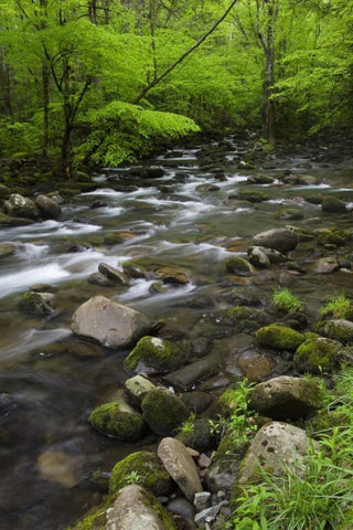 TN, Great Smoky Mts Mountain stream and trees Black Ornate Wood Framed Art Print with Double Matting by Flaherty, Dennis