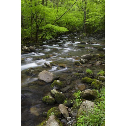TN, Great Smoky Mts Mountain stream and trees Black Modern Wood Framed Art Print by Flaherty, Dennis