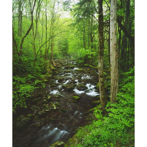 Tennessee, Stream in The Great Smoky Mts Black Modern Wood Framed Art Print with Double Matting by Talbot Frank, Christopher