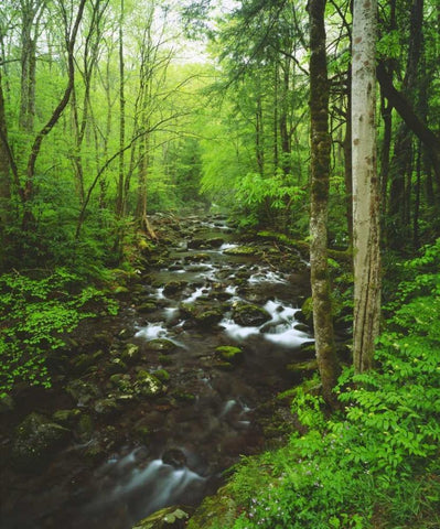 Tennessee, Stream in The Great Smoky Mts Black Ornate Wood Framed Art Print with Double Matting by Talbot Frank, Christopher