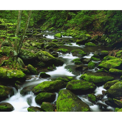 Tennessee, Stream in The Great Smoky Mts Gold Ornate Wood Framed Art Print with Double Matting by Talbot Frank, Christopher