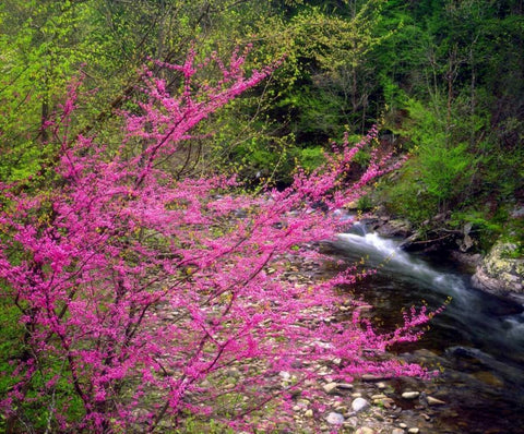 TN, Great Smoky Mountain Redbuds in the forest Black Ornate Wood Framed Art Print with Double Matting by Talbot Frank, Christopher
