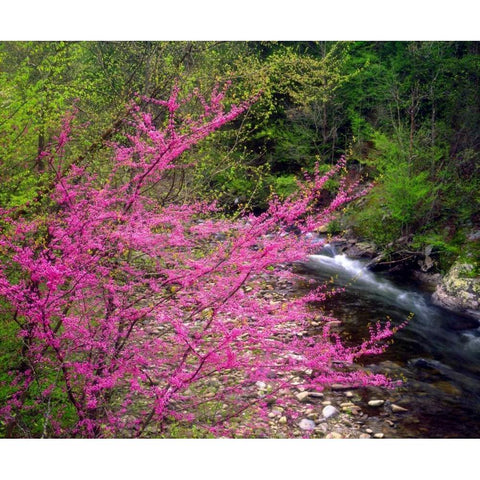TN, Great Smoky Mountain Redbuds in the forest Black Modern Wood Framed Art Print by Talbot Frank, Christopher