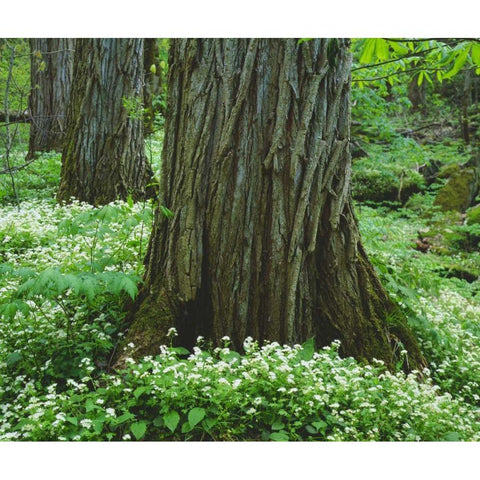 TN, Great Smoky Mountain NP Old-growth trees Black Modern Wood Framed Art Print by Talbot Frank, Christopher