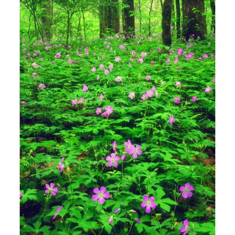TN, Great Smoky Mts NP Flowers in the forest White Modern Wood Framed Art Print by Talbot Frank, Christopher
