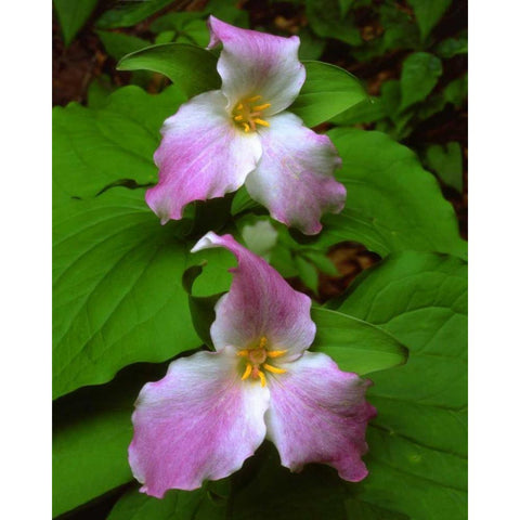 Tennessee, Great Smoky Mts Trillium flowers Black Modern Wood Framed Art Print with Double Matting by Talbot Frank, Christopher