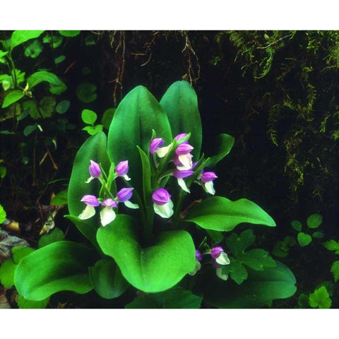 TN, Showy Orchis in Great Smoky Mountain NP Black Modern Wood Framed Art Print with Double Matting by Talbot Frank, Christopher