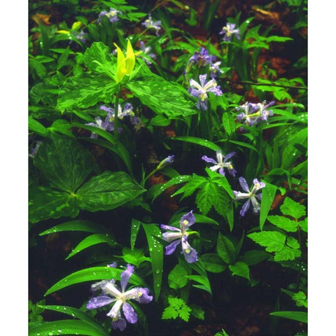 TN, Wildflowers in Great Smoky Mountain NP Black Modern Wood Framed Art Print with Double Matting by Talbot Frank, Christopher