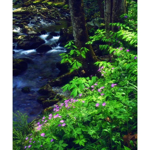 TN, flowers along a stream in The Great Smoky Mts Black Modern Wood Framed Art Print by Talbot Frank, Christopher