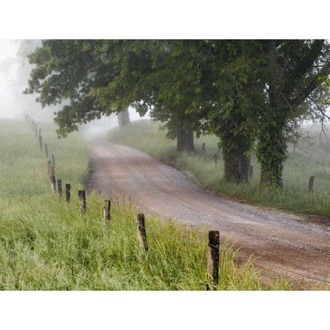 Tennessee, Great Smoky Mts A road in Cades Cove White Modern Wood Framed Art Print by Flaherty, Dennis