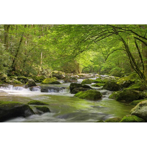TN, Great Smoky Mts Cascading creek in spring White Modern Wood Framed Art Print by Flaherty, Dennis