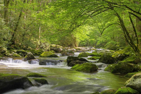 TN, Great Smoky Mts Cascading creek in spring Black Ornate Wood Framed Art Print with Double Matting by Flaherty, Dennis