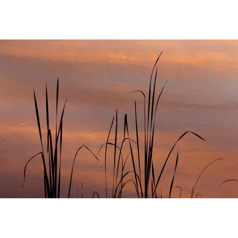 TN, Falls Creek Falls SP Sunrise on cattails Black Modern Wood Framed Art Print by Paulson, Don