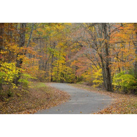 TN, Falls Creek Falls SP Road through forest Black Modern Wood Framed Art Print by Paulson, Don