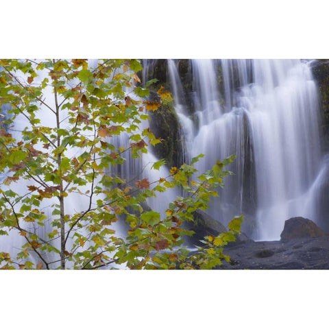 USA, Tennessee Maple tree and Bald Creek Falls White Modern Wood Framed Art Print by Paulson, Don