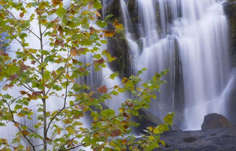 USA, Tennessee Maple tree and Bald Creek Falls Black Ornate Wood Framed Art Print with Double Matting by Paulson, Don