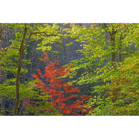 Tennessee Autumn foliage in Cherokee NF Black Modern Wood Framed Art Print with Double Matting by Paulson, Don