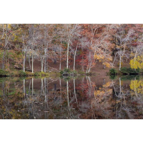 TN, Cumberland Mountain SP Byrd Lake, Tennessee Black Modern Wood Framed Art Print by Paulson, Don