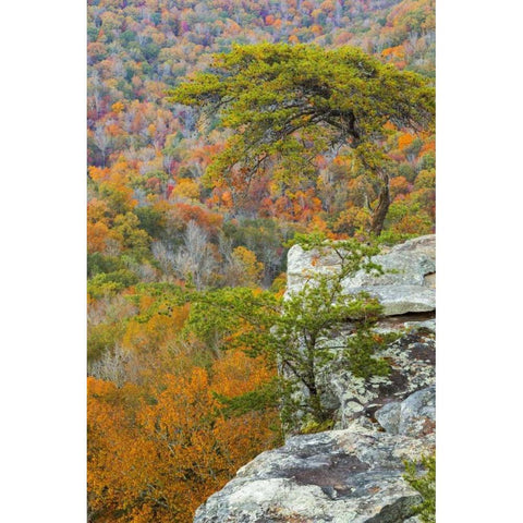 TN, Fall Creek Falls SP Buzzards Roost Black Modern Wood Framed Art Print by Paulson, Don