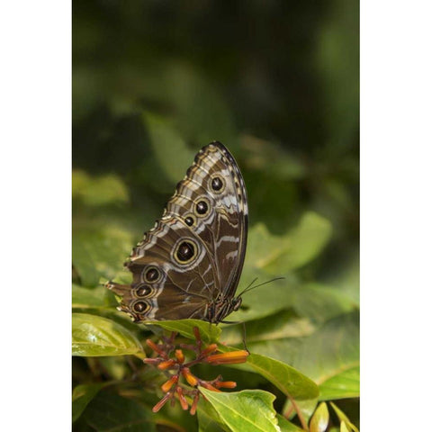 Tennessee, Chattanooga Giant owl butterfly Black Modern Wood Framed Art Print by Grall, Don