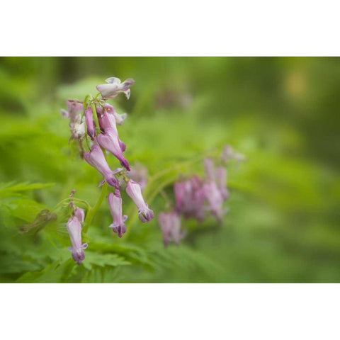 TN, Great Smoky Mts Bleeding heart in Cades Cove Black Modern Wood Framed Art Print with Double Matting by Grall, Don