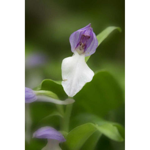 Tennessee, Great Smoky Mts Showy orchis orchid Gold Ornate Wood Framed Art Print with Double Matting by Grall, Don
