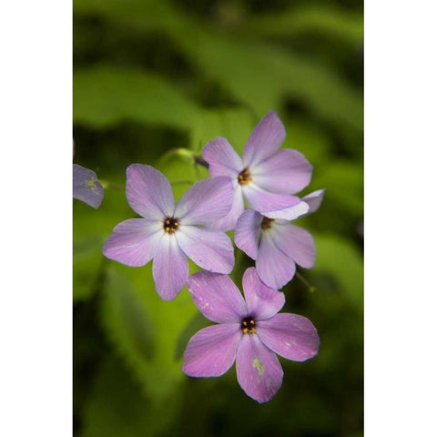 Tennessee, Great Smoky Mts Blue phlox flower White Modern Wood Framed Art Print by Grall, Don