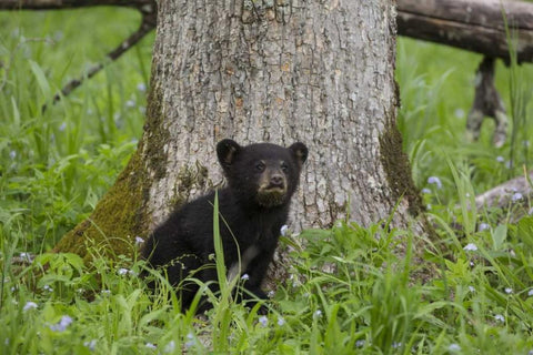 TN, Great Smoky Mts Black bear cub next to tree Black Ornate Wood Framed Art Print with Double Matting by Grall, Don