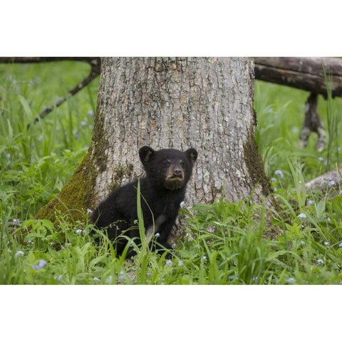 TN, Great Smoky Mts Black bear cub next to tree Black Modern Wood Framed Art Print by Grall, Don