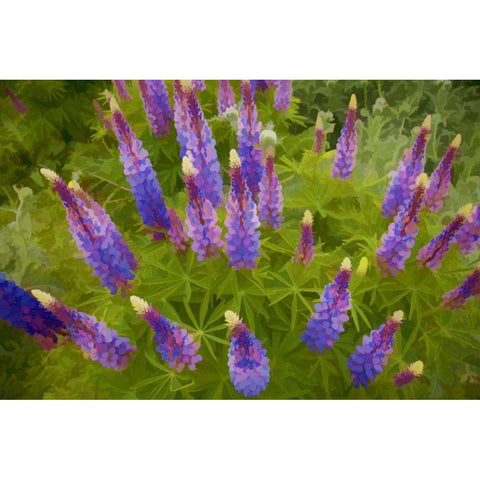 Tennessee Painterly effect on lupine flowers Black Modern Wood Framed Art Print with Double Matting by Zuckerman, Jim