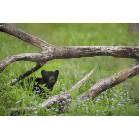 Tennessee, Great Smoky Mts Black bear cub Gold Ornate Wood Framed Art Print with Double Matting by Grall, Don