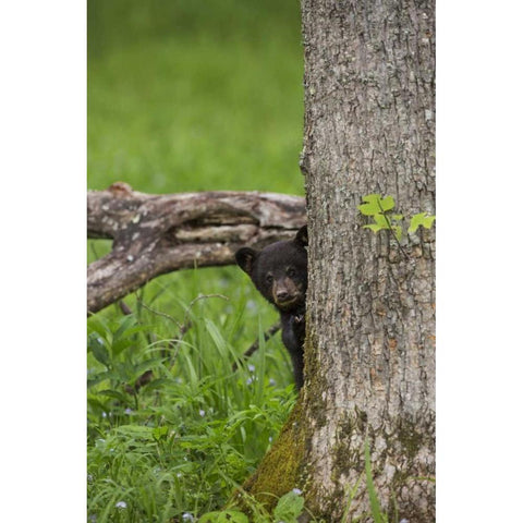 Tennessee, Great Smoky Mts Black bear cub Gold Ornate Wood Framed Art Print with Double Matting by Grall, Don