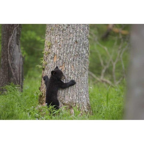 TN, Great Smoky Mts Black bear cub climbing Gold Ornate Wood Framed Art Print with Double Matting by Grall, Don